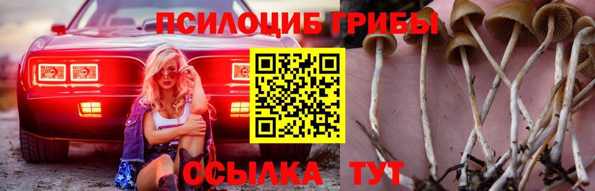Псилоцибиновые грибы Psilocybe Тверь